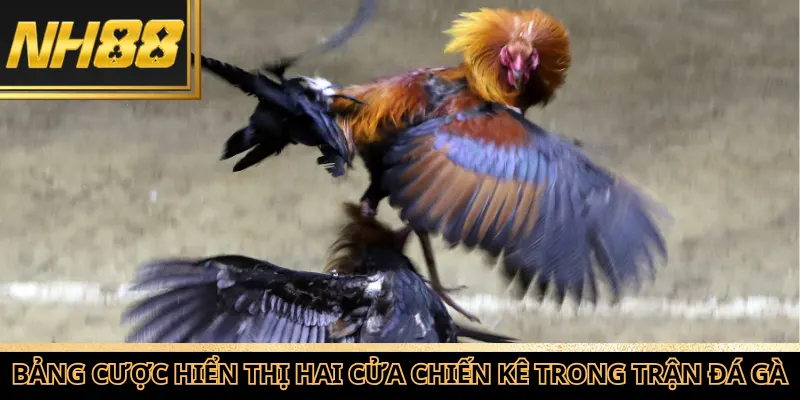 Bảng cược hiển thị hai cửa chiến kê trong trận đá gà trực tuyến.