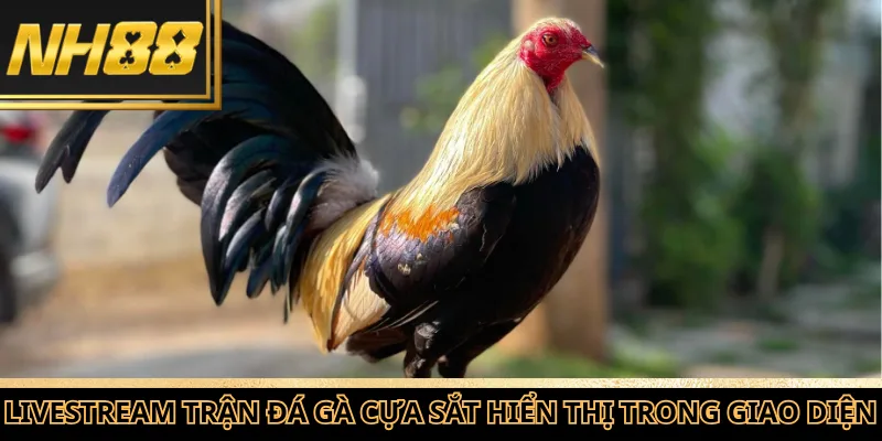 Livestream trận đá gà cựa sắt hiển thị trong giao diện xem trận.