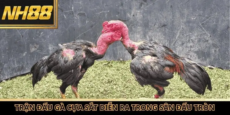 Trận đấu gà cựa sắt diễn ra trong sân đấu tròn tại trường gà.