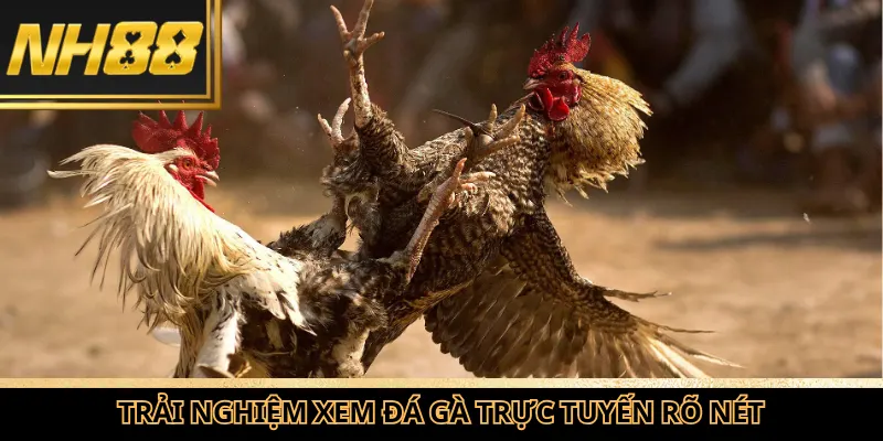 Trải nghiệm xem đá gà trực tuyến rõ nét trên nền tảng NH88