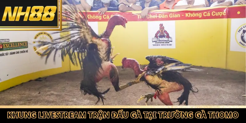 Khung livestream trận đấu gà tại trường gà Thomo.